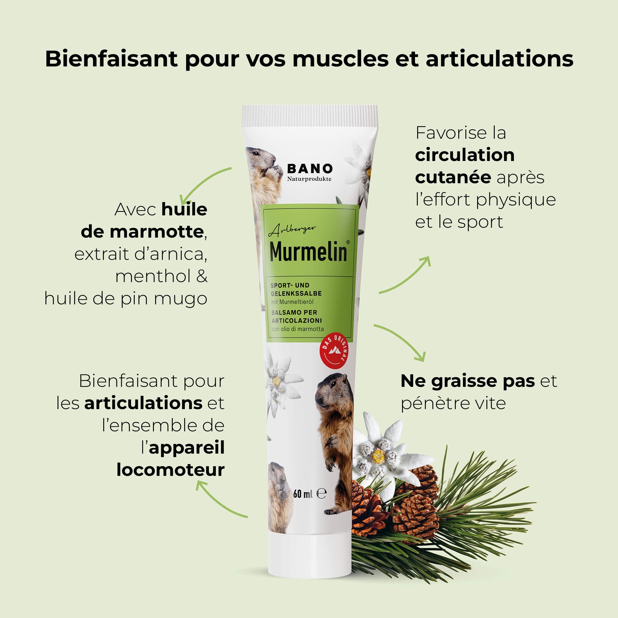 Pommade pour muscles et articulations Murmelin Arlberger